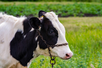 young bull in a field with grass in the afternoon close-up