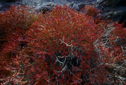 Sesuvium edmonstoni plants (endemic) Isla Santa Fé in the Galapagos Islands, Ecuador.