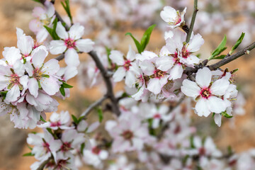 Almond blossom season in Mallorca