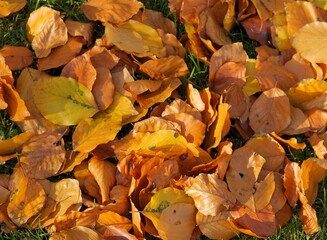 yellow leaves of beech tree at autumn 