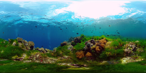 Naklejka na ściany i meble Coral Reef Fish Scene. Tropical underwater sea fish. Colourful tropical coral reef. Philippines. 360 panorama VR