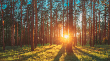 Sunset Sunrise Sun Sunshine In Sunny Summer Coniferous Forest. Sunlight Sunbeams Through Woods In Forest Landscape. Panorama Panoramic View