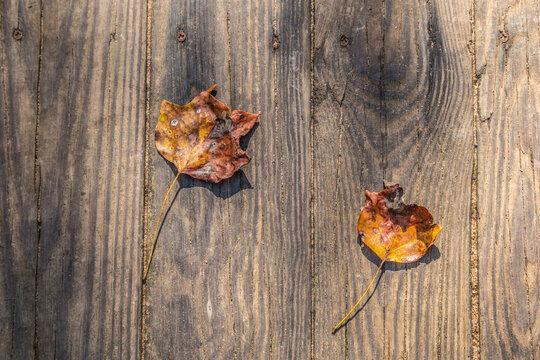 Leaves On The Boardwalk