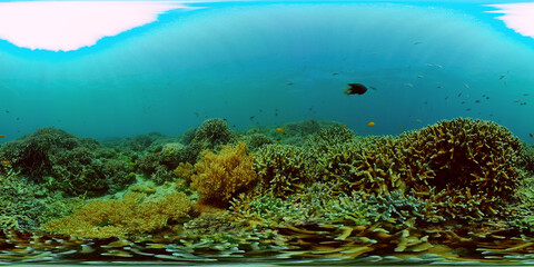 Coral reef underwater with fishes and marine life. Coral reef and tropical fish. Philippines. Virtual Reality 360.