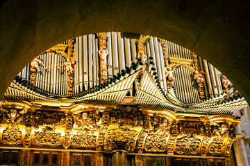 organ pipe