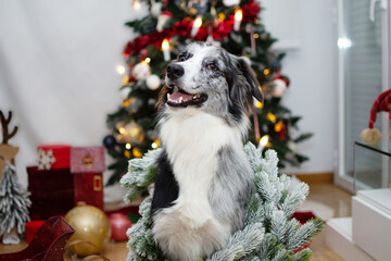 Portrait smiling border collie dog celebrating christmas under chistmas lights and decorations