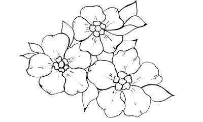 Hand-drawn apple tree flowers. Linear style