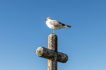 seagull on a post