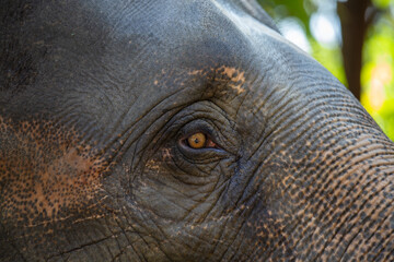 Closeup eye of elephant and texture of the skin