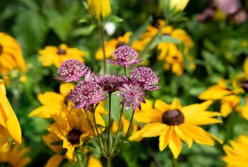 Close up of astrantia major flowers in bloom