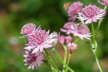 Close up of astrantia major flowers in bloom