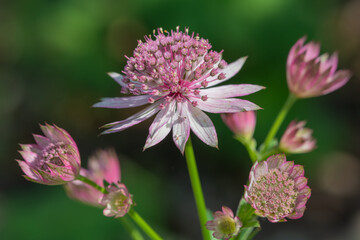 Close up of astrantia major flowers in bloom