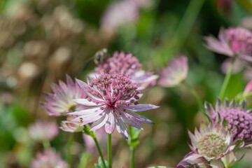 Close up of astrantia major flowers in bloom