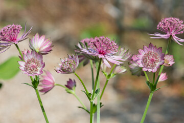 Close up of astrantia major flowers in bloom
