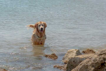 Dog at the sea having fun in the water near the rocks