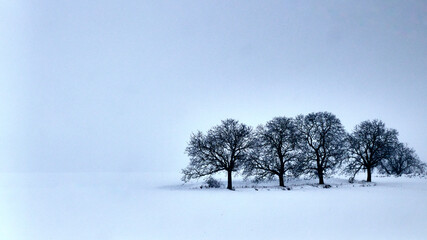 trees in the snow