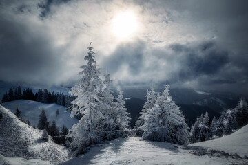 Dramatic winter atmosphere in the mountains with the sun shining through the clouds and beautiful pine trees in the foreground