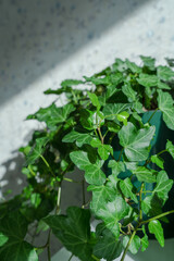The plant is green ordinary ivy in the sunlight