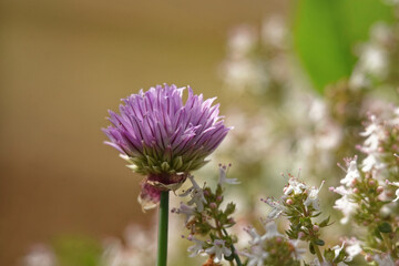 une fleur de ciboulette dans le jardin 