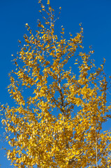 Autumn Trees and Leaves against a Blue Sky