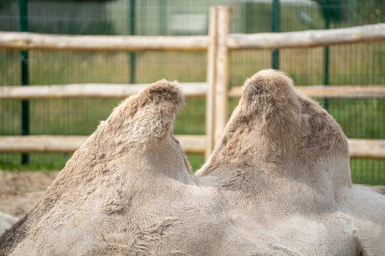 Two humps of a camel on the background of a fence