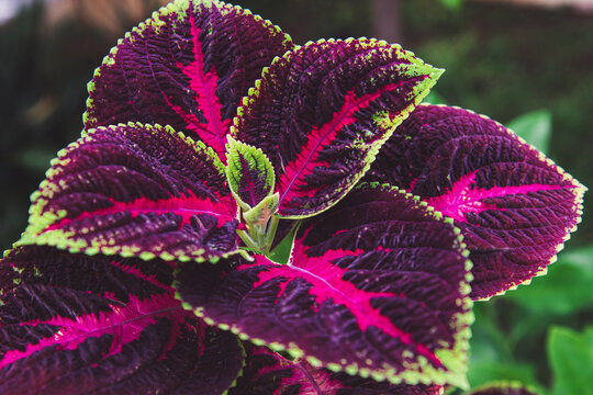 lose up, exotic, beautiful  purple, red, violet leaves with bright green rim of tropical garden of Coleus, painted nettle, Coleus blumei, Plectranthus scutellarioides, Solenostemon scutellarioides