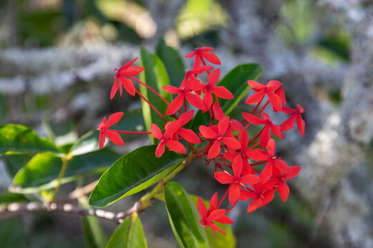 One of many species of flowering plants in the Cuban Jardin Botanico in Cuba.