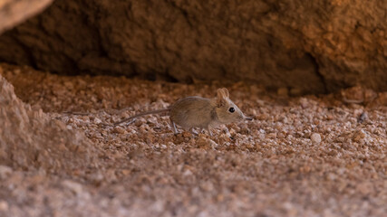 Eine Elefantenspitzmaus nimmt vorsichtig Witterung auf in der Seitenansicht