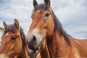 Fototapeta premium Horses in a paddock on a farm on a cloudy summer day.