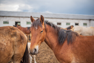 Horses in a paddock on a farm on a cloudy summer day.