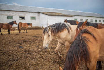 Horses in a paddock on a farm on a cloudy summer day.