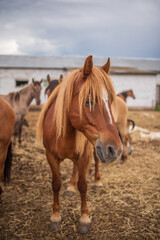 Obraz premium Horses in a paddock on a farm on a cloudy summer day.