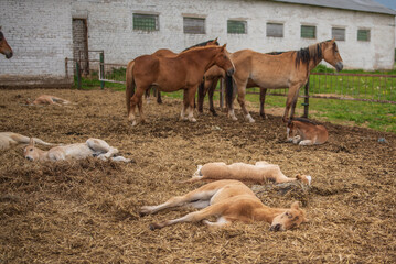 Naklejka na ściany i meble Horses in a paddock on a farm on a cloudy summer day.