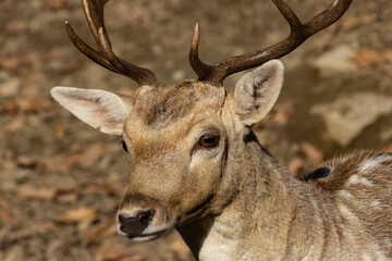 Fototapeta premium Fallow Deer Portrait