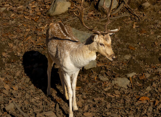 Hesitant Fallow Deer