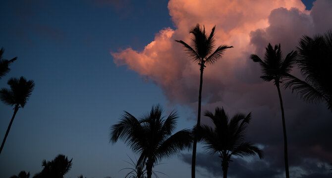 Sunset in tropics, big pink cloud, and silhouettes of palms.