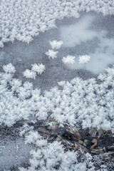 Fototapeta premium Canada, Alberta, Jasper National Park, Hoarfrost at the Sunwapta River