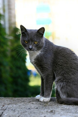 The gray cat looks at the camera. Close-up. Blurred background. Side view.