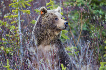 Obraz premium Canada, Alberta. A tagged Brown Bear sow looks out for her cub in Icefields Parkway.