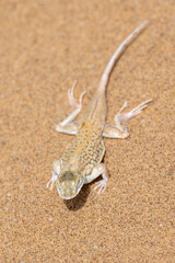 Eine Schaufelnaseneidechse in der Namibwüste in der Draufsicht