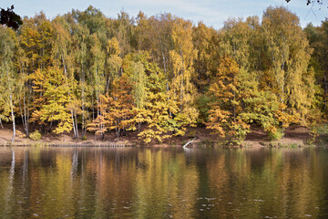 lake in the forest