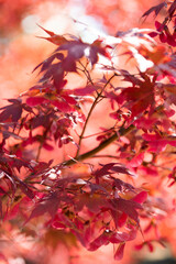 Red maple leaves in warm autumn in the sun