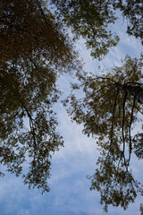 branches of tall trees against the blue sky