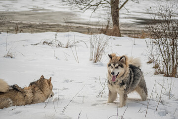Two Happy dogs playing in snow. Best friends Alaskan Malamutes tired after having fun in winter, Lithuania. Selective focus on the animals, blurred background.