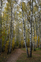 Autumn park, birch grove sunny day