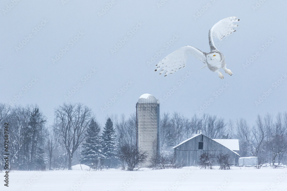 Wall mural canada, ontario, barrie. female snowy owl in flight.