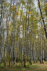 Autumn park, birch grove sunny day