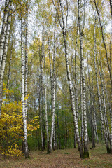 autumn forest in the morning, birch grove