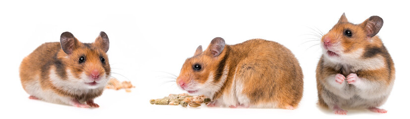 hamsters isolated on white background
