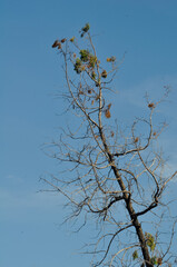 spruce tree in the sky